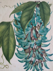 Botanical artist Margaret Stone’s rendering of the jade vine.
