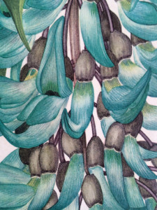 Close-up of Margaret Stones’ botanical drawing of the jade vine