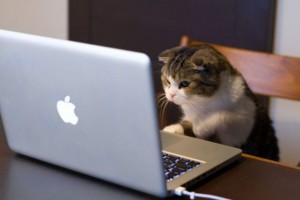 cat-typing-300x200